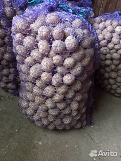 Семена картофеля сорта Гала