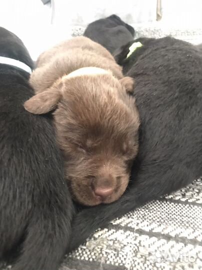 Щенки лабрадора