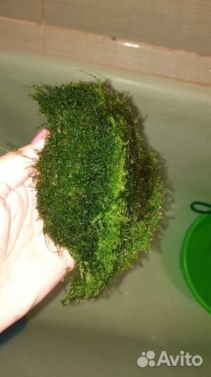 Мох аквариумный
