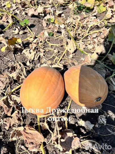 Тыква опт, сорт Дружелюбная