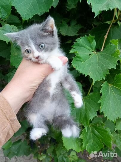 3-х цветная кошечка -счастье в дом