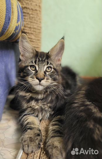 Котята мейн-кун