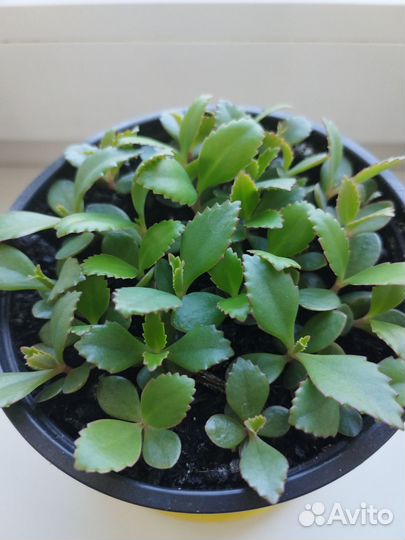 Каланхоэ лечебное