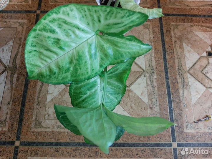 Сингониум, аглаонема, филодендрон