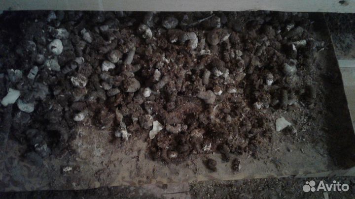 Куриный помет