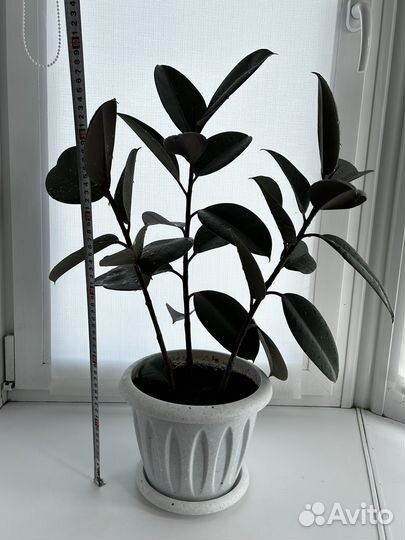 Фикус 3 штуки в одном горшке