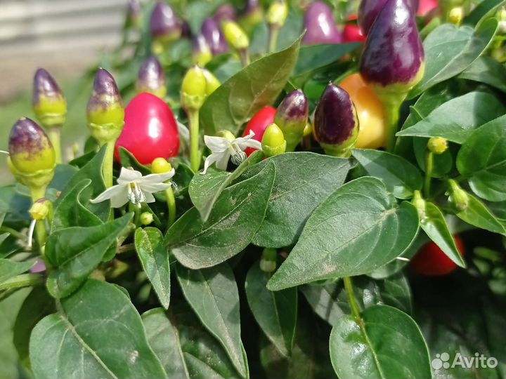 Перец кустарниковый 