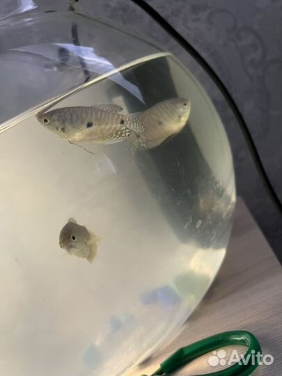 Рыбки с аквариумом и фильтром