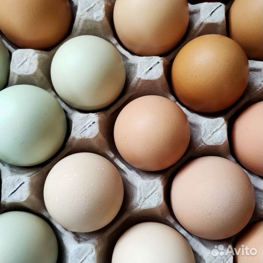 Домашние куриные яйца в наличии и под заказ