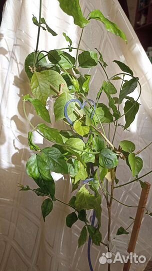 Жасмин комнатный