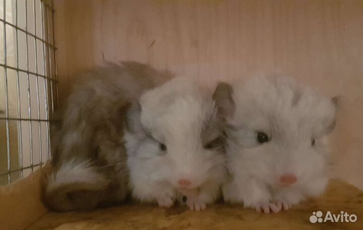 Шиншиллы из мини-питомника