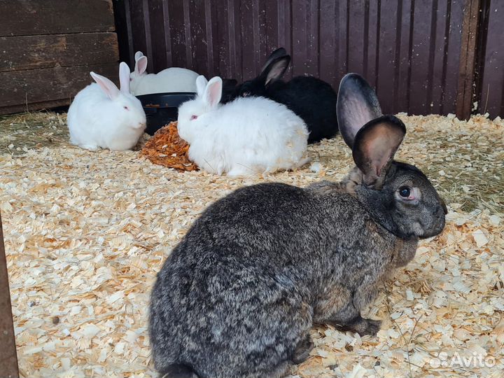 Кролики мясных пород