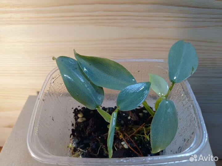 Филодендрон