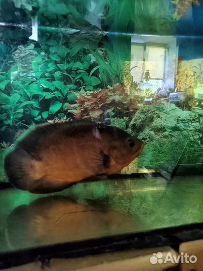 Астронотус