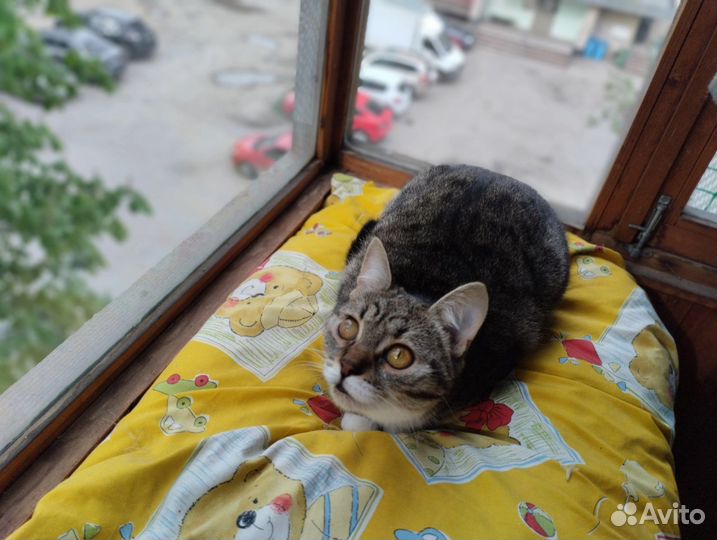 А вы любите ласковых котеек