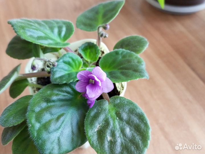 Хлорофитум