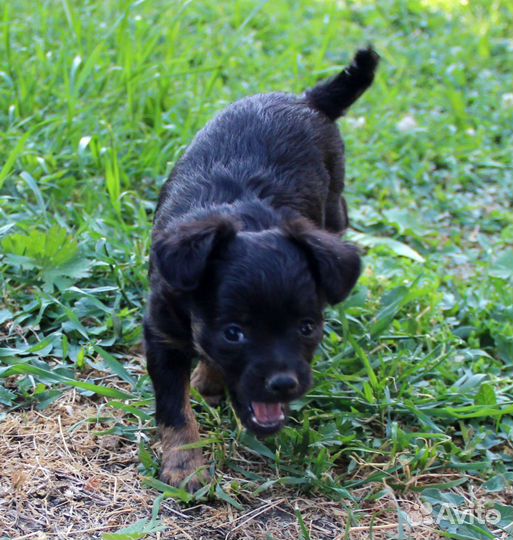 Щенки маленькой породы тойтерьер