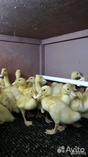 Утята подрощенные