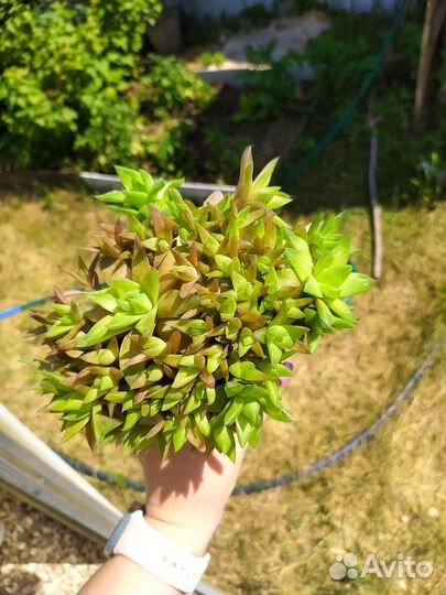 Суккуленты(крассулы, алое, дикия, хавортия и тд)