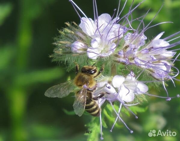 Мед 2024 года из Алтая оптом