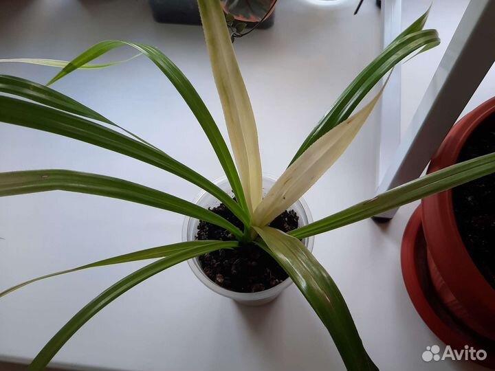 Пальма Панданус