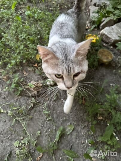 Отдам в добрые руки