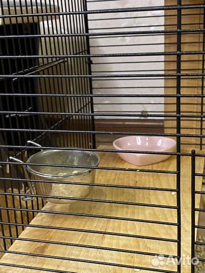 Клетка с крысами