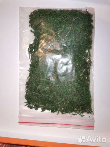 Мох. Для поделок