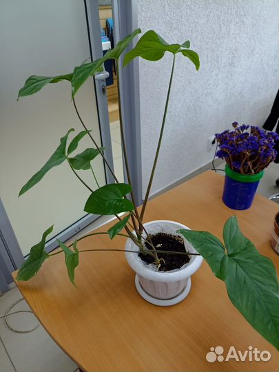 Комнатные растения цветы