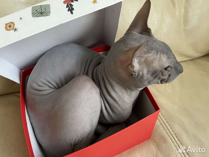 Вязка кот сфинкс