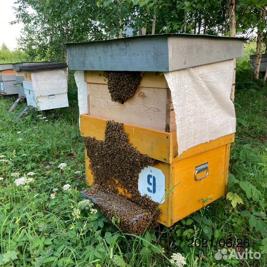 Мед свежий 2023г