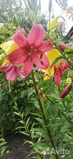 Лилии (луковицы)