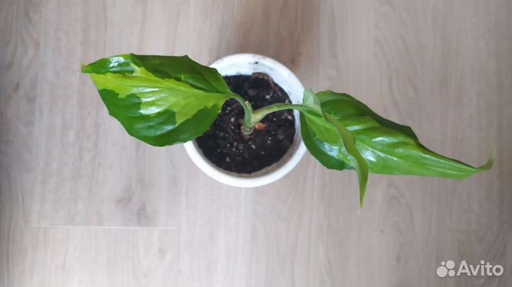 Аглаонема Modestum