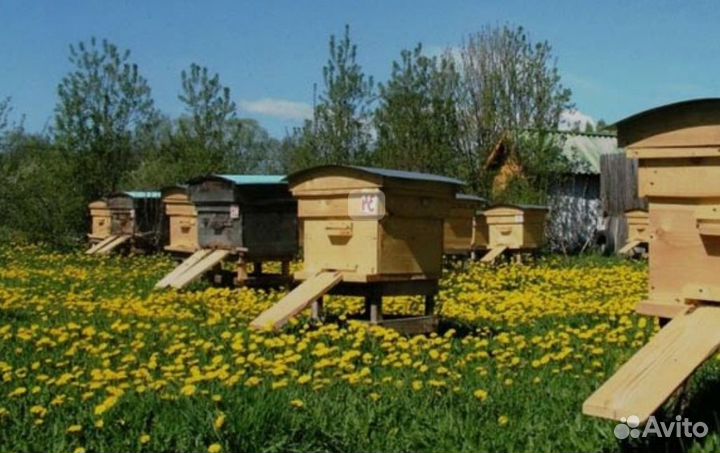 Луговой Майский Мед 2024 год