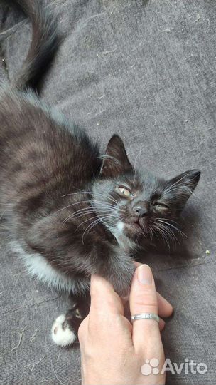 Маленькая кошечка
