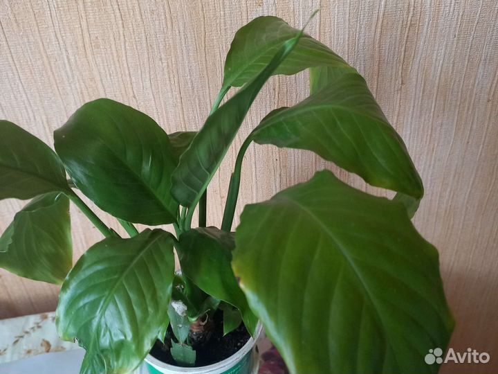 Комнатные растения цветы