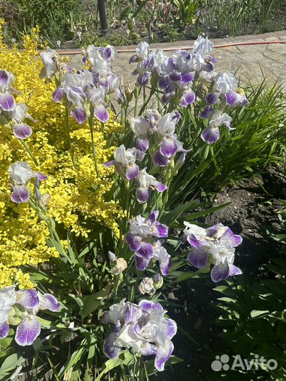 Ирисы бородатые сортовые