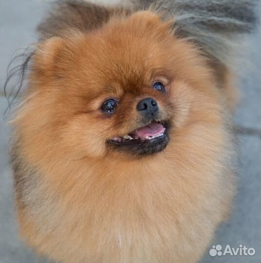 Настоящий померанец-медвежонок