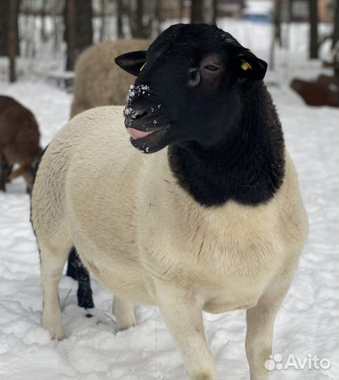 Бараны дорпер