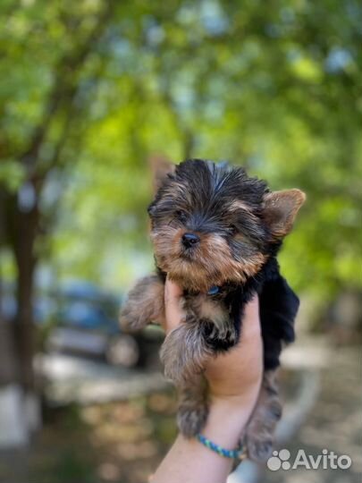 Йоркширский терьер
