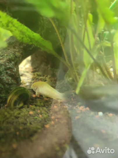 Аквариумные рыбки