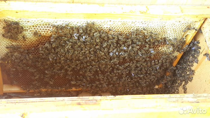 Пакеты пчел