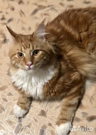 Передержка животных / зооняня, выгул собак