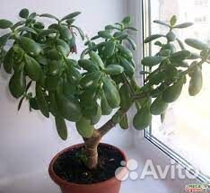 Комнатные цветы- Денежное дерево /Толстянка -1 год
