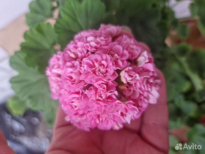Пеларгония герань swan. Pink укор черенок