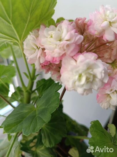 Пеларгония розебудная Апрельский снег