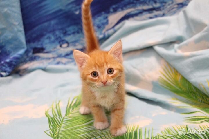 Чудесные рыжики-котятки ищут самые добрые руки