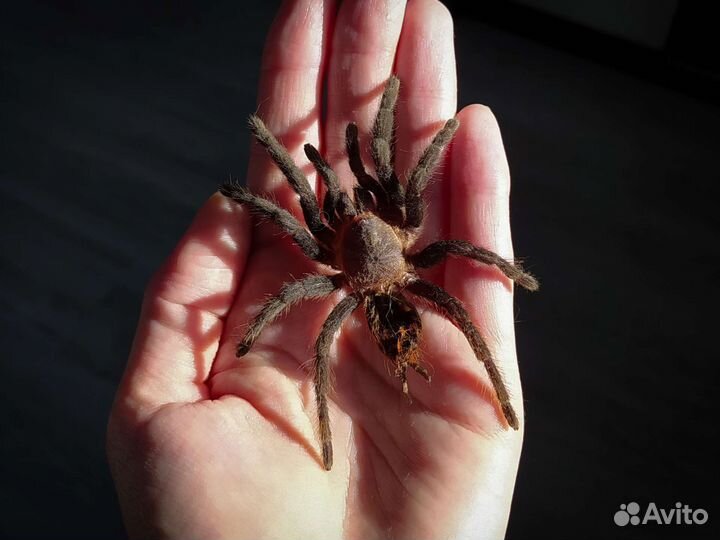 Шкурка паука-птицееда