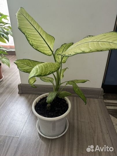 Диффенбахия