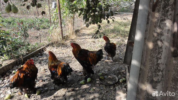 Петух брама